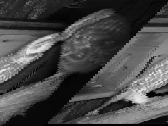 De camera's van Beleef de Lente gaan weer aan!