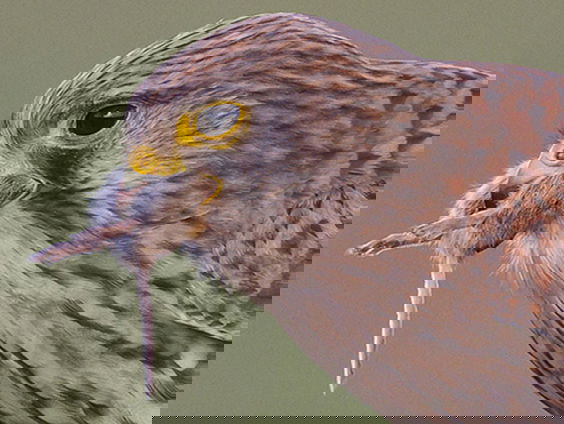 Torenvalken tellen vanuit een rijdende auto