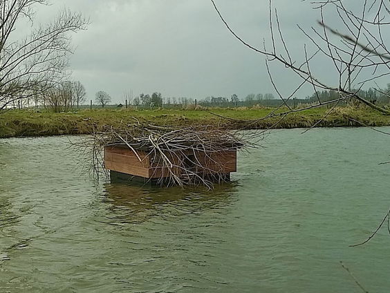 Een drijvend huisje de oplossing tegen problemen van de bever?