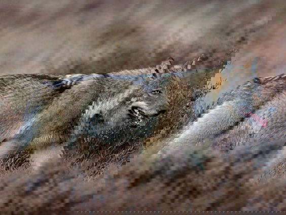 Tamme wolf alleen te verklaren door verkeerd gedrag mens