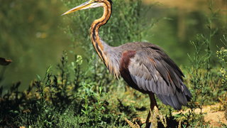 Natuurmonumenten bezorgd om plannen hoogspanningskabels bij Naardermeer