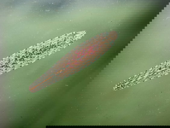 Schildpadbloedzuiger zuigt schildpadden- én mensenbloed