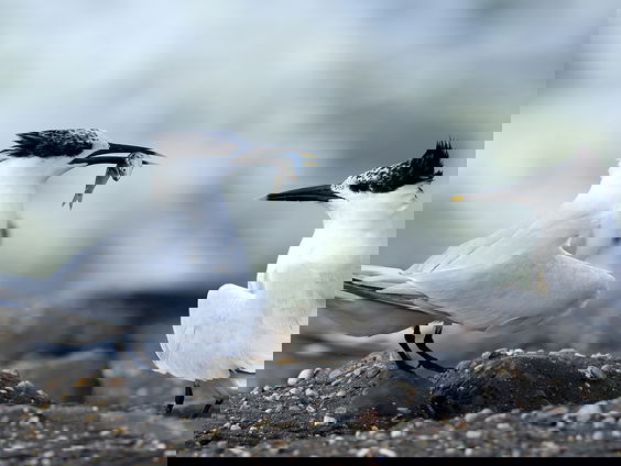 Houd rekening met grote stern bij plannen windparken op zee!