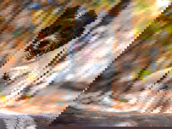 Hevige emoties door maatregelen tegen honden in Ulvenhoutse bos