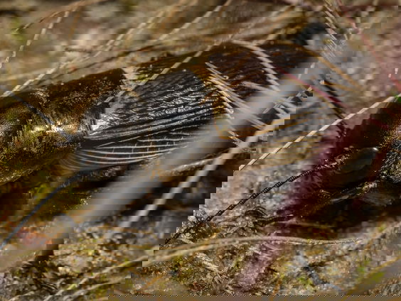 Stikstof maakt veldkrekel minder vruchtbaar