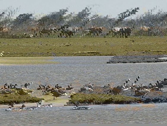 Live vanuit de Oostvaardersplassen
