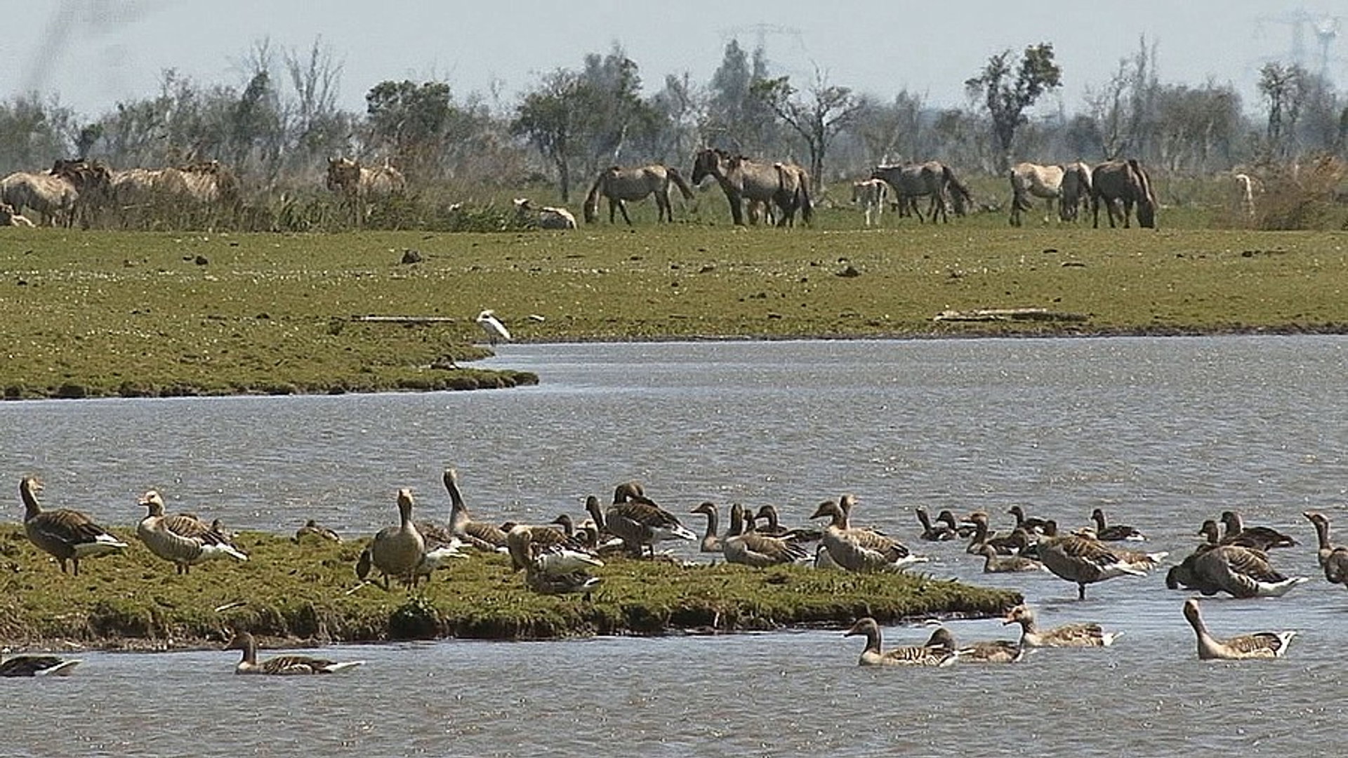 Live vanuit de Oostvaardersplassen