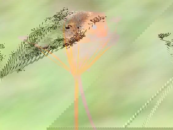 Speuren naar de dwergmuis, het kleinste knaagdier van Europa