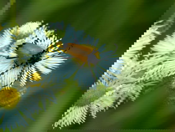 Maak kennis met de boktor