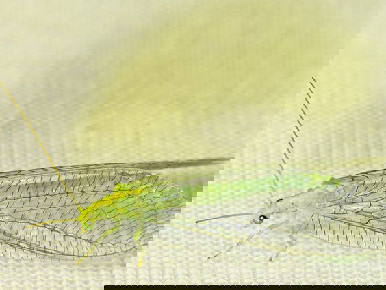 Kennis over gaasvlieg neemt toe! Gaasvliegenproject is succesvol