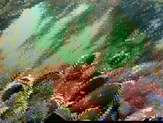 Het stikt van het leven in de Noordzee: 'Het grootste natuurgebied van Europa'