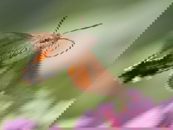 Fenolijn 9 maart 2025