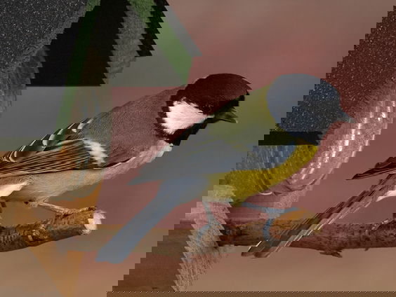 Vogels voeren in de broedtijd is een goed idee