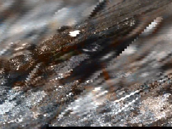 Antivries helpt insecten de winter door