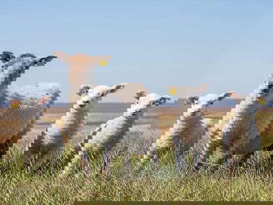 De eeuwenlange relatie tussen mens en schaap