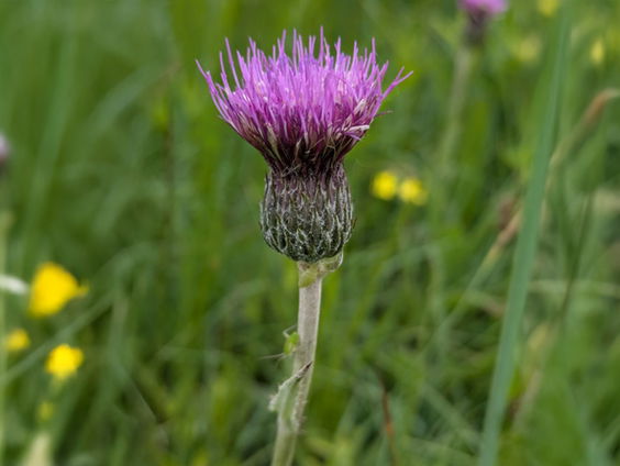 Spaanse ruiter icoonsoort voor Friesland