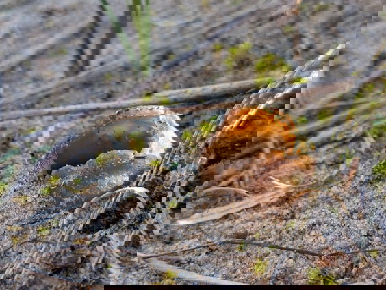 In de duinen is het nú paddenstoelentijd