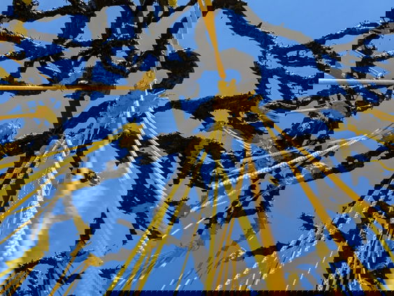 Een ode aan het mycelium