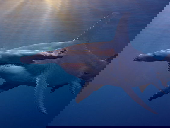 Jacht op Afrikaanse haaien bedreigt mogelijk 'Hollandse' wadvogel