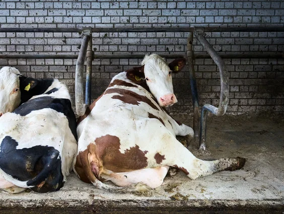 Heet debat over dichtgetimmerd stikstofakkoord