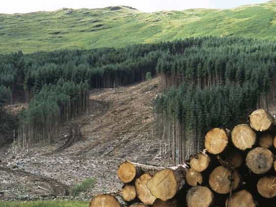 Waar haalt warmtebedrijf Ede het 'duurzaam verkregen hout' vandaan, zoals ze zelf stellen?