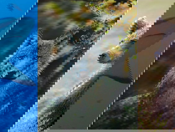 Mens steeds vaker in conflict met wilde dieren