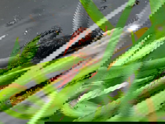 Bestrijden Amerikaanse rivierkreeften groot succes