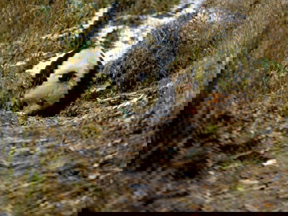 WNF Nederland helpt China om de reuzenpanda te beschermen