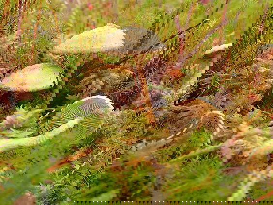 Zeldzame paddenstoel herontdekt in het Amsterdamse Bos