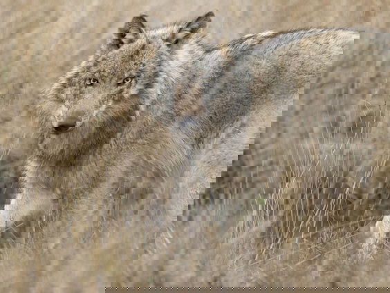 Team 'Wolf en Raaf'?