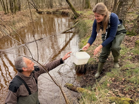 Herintroductie van de beeksteenvlieg in Brabantse beek