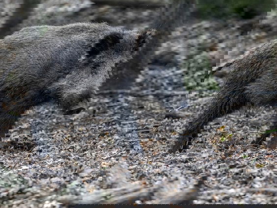 Geen Leven zonder dood