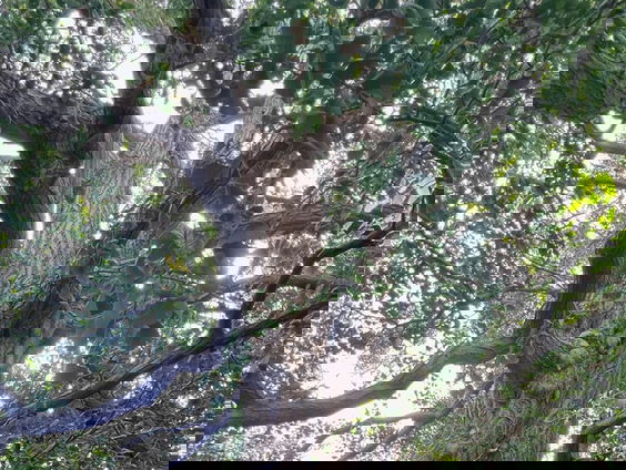 Stemmen op de Boom van het Jaar