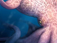 Nieuw onderzoek: mega-octopussen hebben echt bestaan