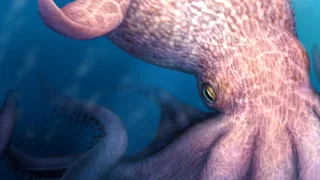 Nieuw onderzoek: mega-octopussen hebben echt bestaan