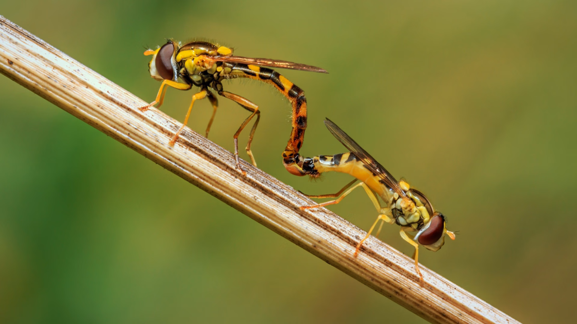 Groot landelijk onderzoek naar bijen en zweefvliegen gestart
