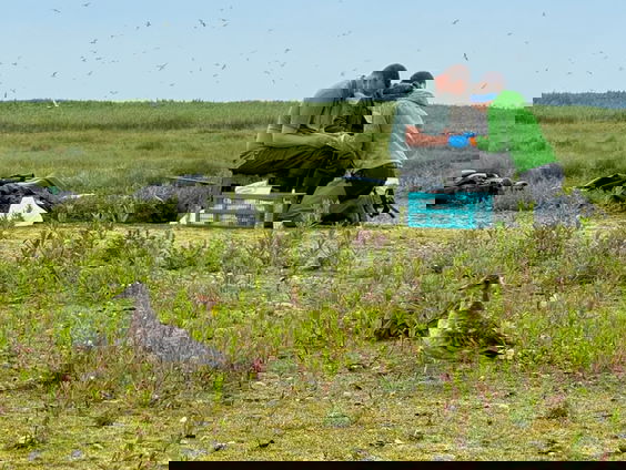 Hebben meeuwen en sterns weerstand opgebouwd tegen de vogelgriep?