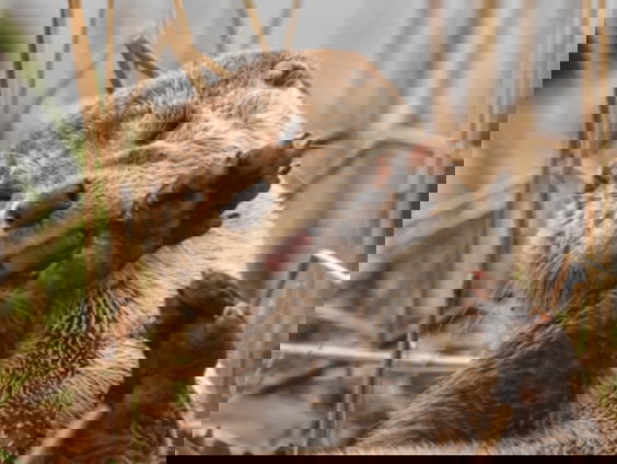 'Onze' otter wordt in België met open armen ontvangen