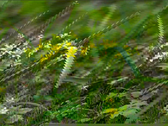 Bosgeelster icoon voor provincie Noord-Holland