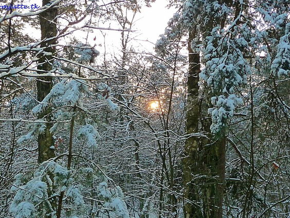Boswachter Frans Kapteijns over wat de winter allemaal brengt in de natuur