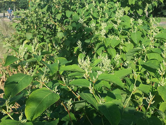 Hoe kies ik nou de juiste plant? Tuingoeroe Katja Staring neemt je bij de hand