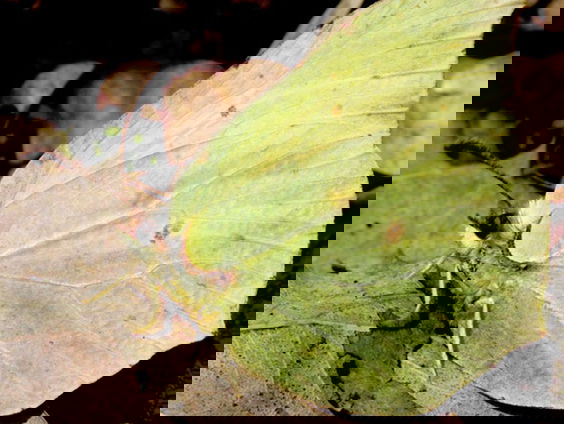 Vlinders overwinteren in je struiken