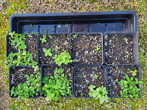 De Jaargetijden: Aanwaaiers