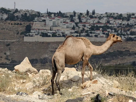 Martine van den Berg over Israël