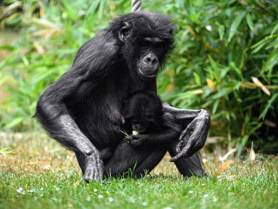 Waarom vegen mensapen met bladeren hun billen af?