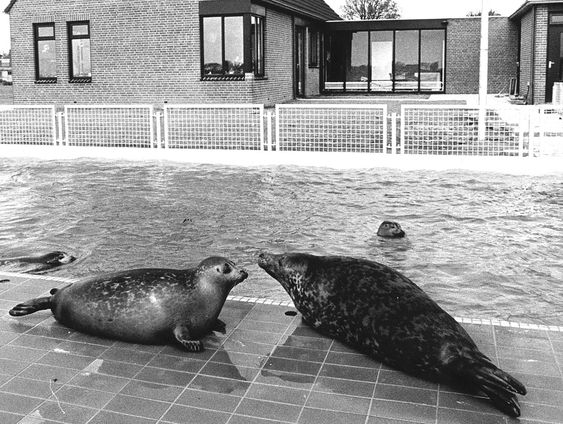 Van nu naar toen: de eerste zeehondpup opgevangen in zeehonden centrum Pieterburen
