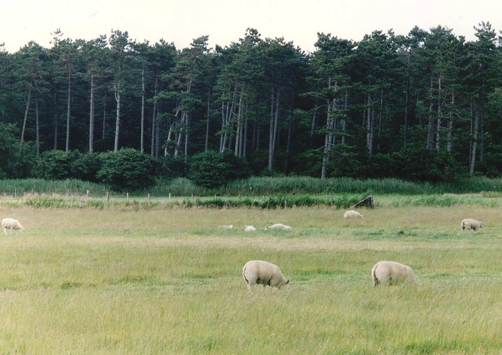 Zijn er straks nog schapen op schapeneiland Texel?