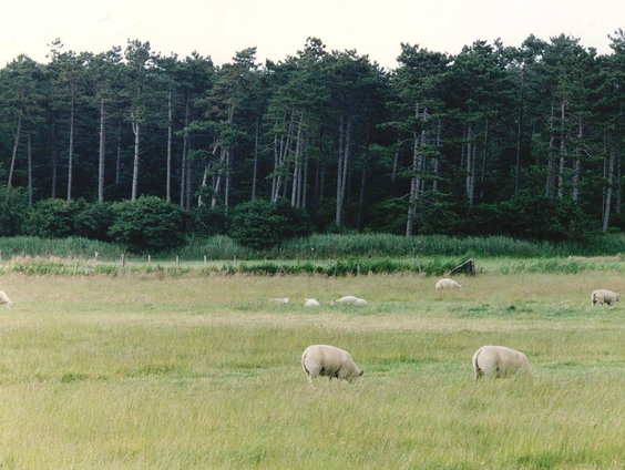 Zijn er straks nog schapen op schapeneiland Texel?