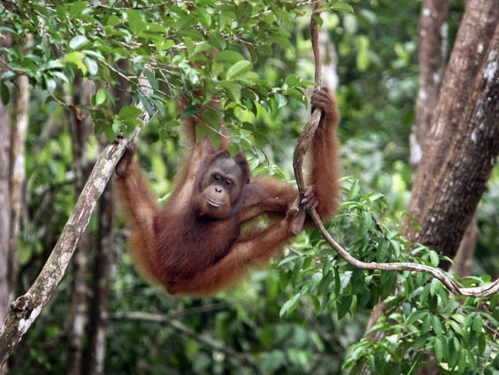 Waarom overwoekeren lianen de oerwouden en wat zijn de gevolgen?