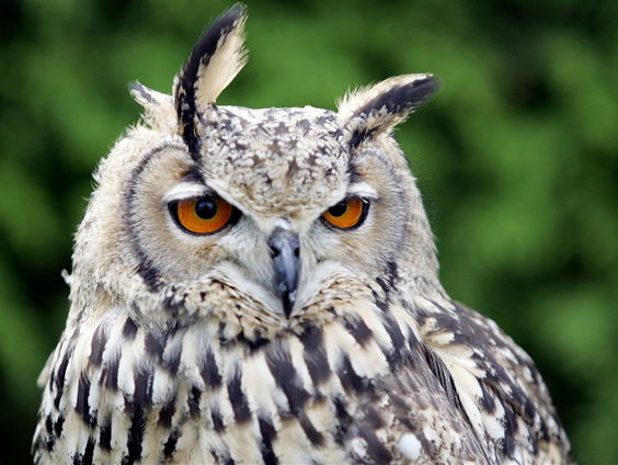 Beleef de lente met vogelaar Arjan Dwarshuis